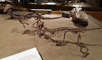 สเตโกเซรัส (Stegoceras)