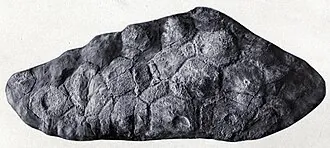 สเตโกเพลตา (Stegopelta)