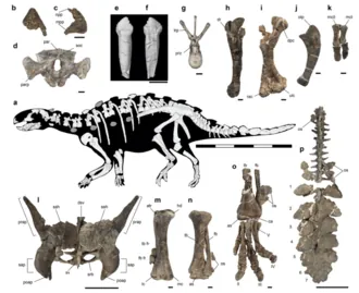 สเตโกยูรอส (Stegouros)