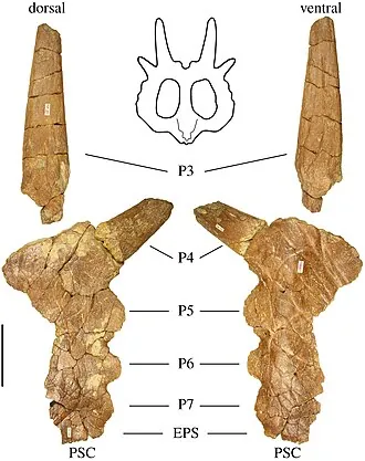 สเตลลาซอรัส (Stellasaurus)