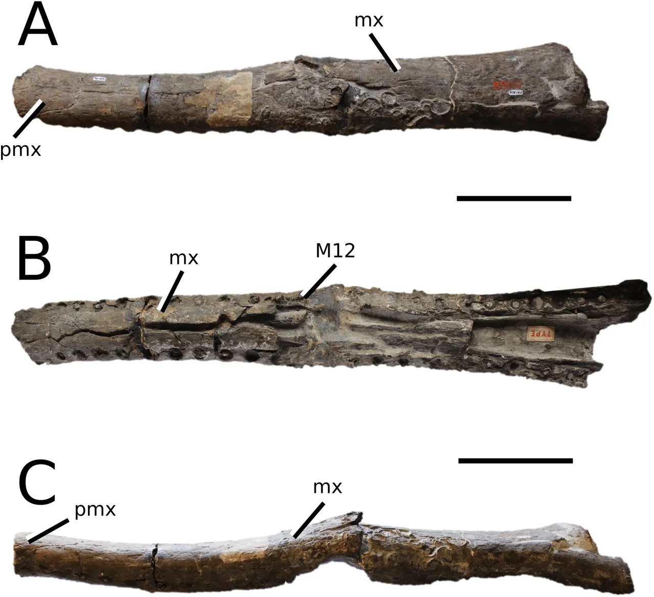 สเตเนโอซอรัส (Steneosaurus)