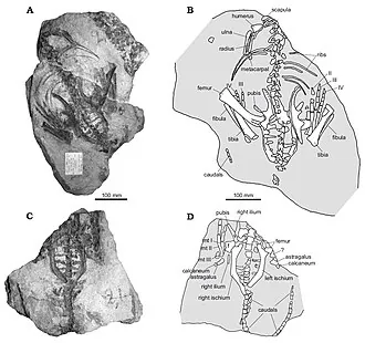 สเตโนเพลิกซ์ (Stenopelix)