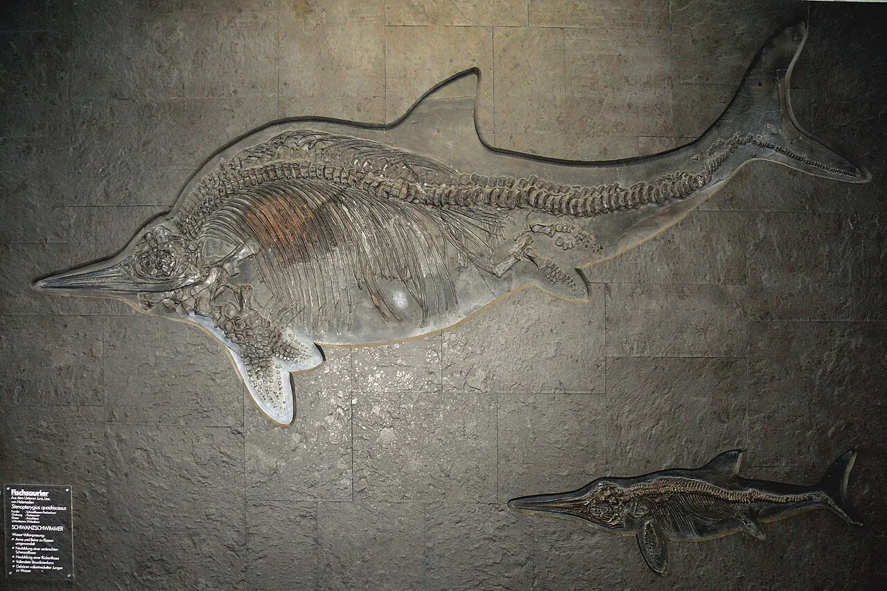 สเตโนพเทอริจีอุส (Stenopterygius)
