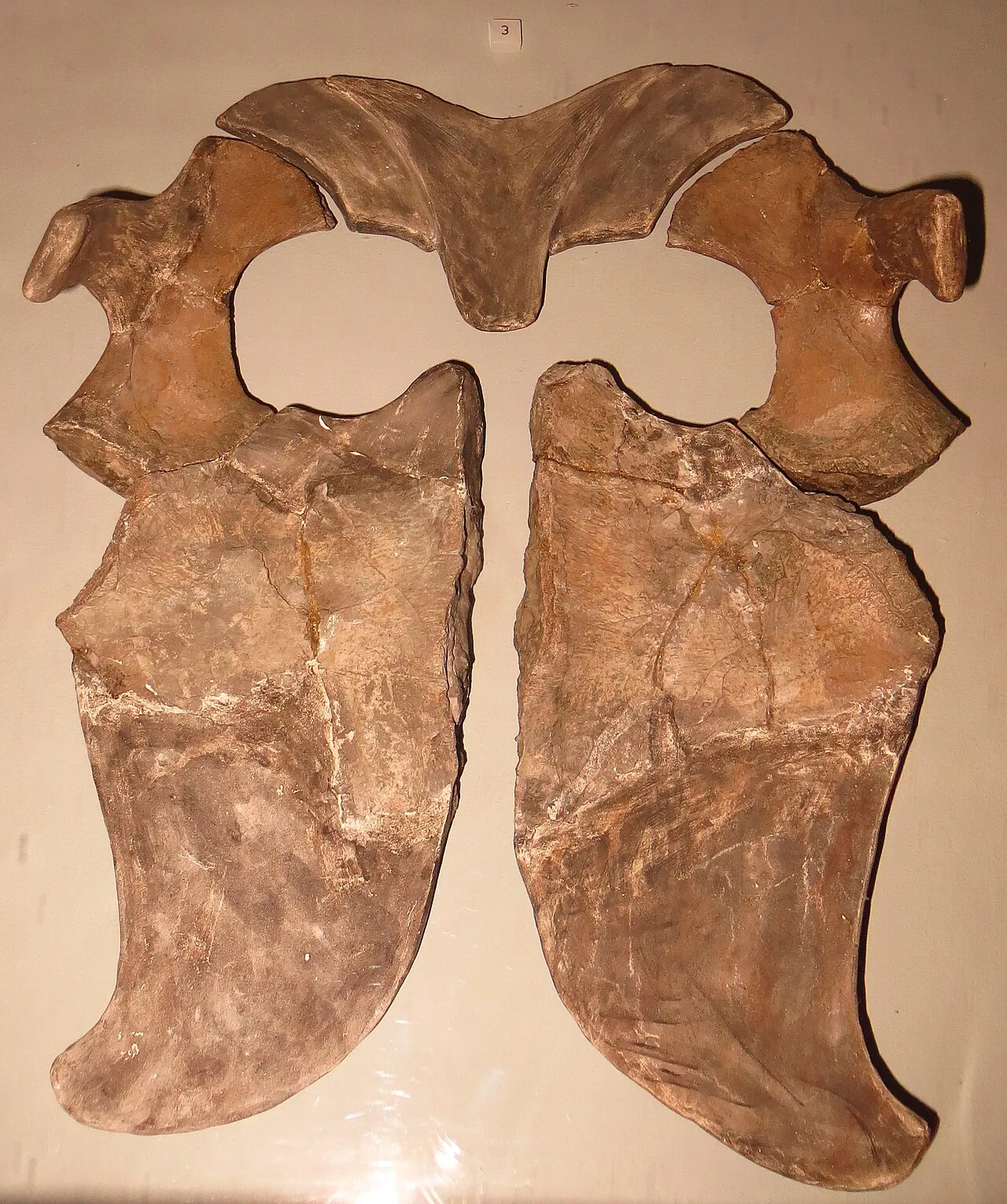 สเธนารอซอรัส (Sthenarosaurus)