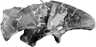 สโตกีซอรัส (Stokesosaurus)