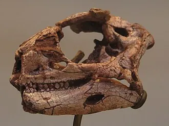 เลโซโทซอรัส (Stormbergia)