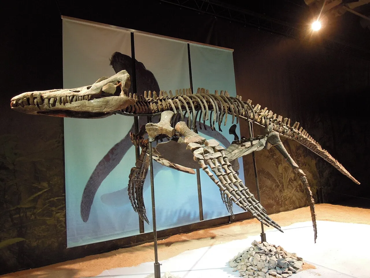 สตรองไจโลโครทาฟัส (Strongylokrotaphus)