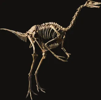 สตรูทิโอมิมัส (Struthiomimus) (Struthiomimus)