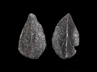 สทรูธิโอซอรัส (Struthiosaurus)