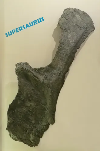 ซูเปอร์ซอรัส (Supersaurus)