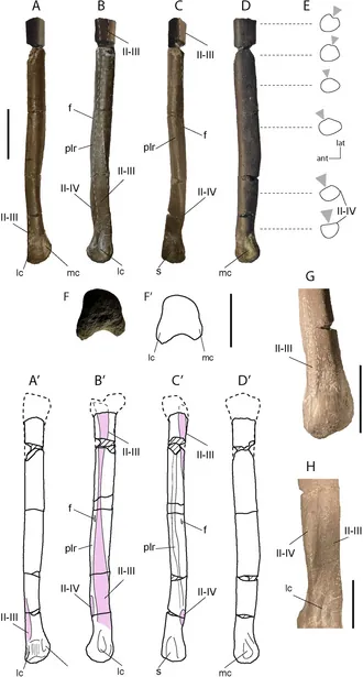 ทามาร์โร (Tamarro)