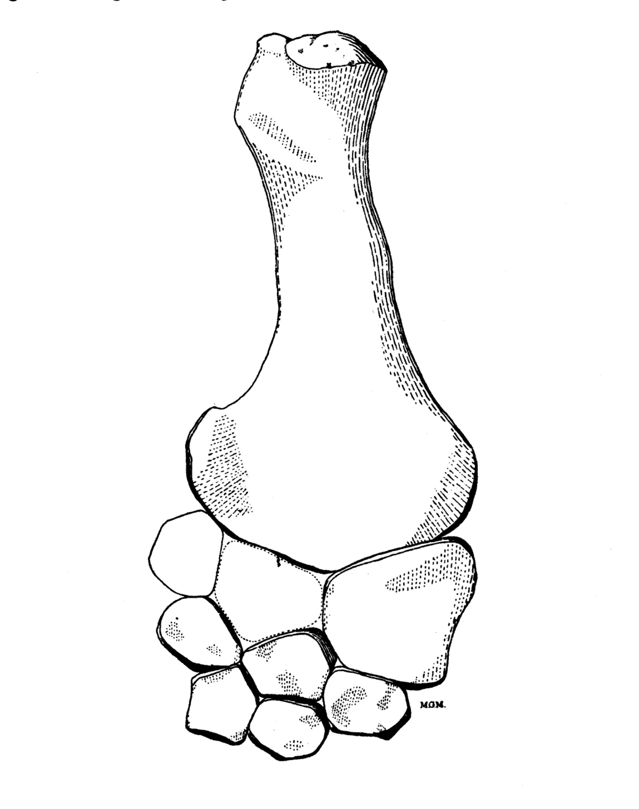 ทาเทเนกตีส (Tatenectes)