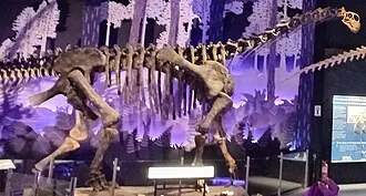เตฮูเอลเชซอรัส (Tehuelchesaurus)