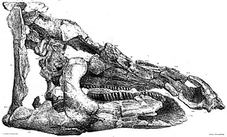 เทลมาโตซอรัส (Telmatosaurus)