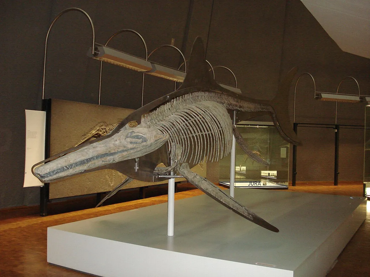 เท็มโนดอนโทซอรัส (Temnodontosaurus)