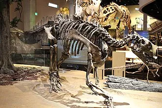 เทโนนโตซอรัส (Tenontosaurus)