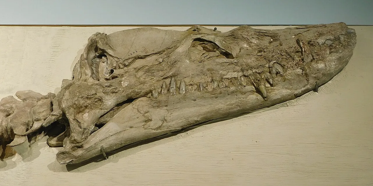 ทาลัสซิโอซอรัส (Thalassiosaurus)