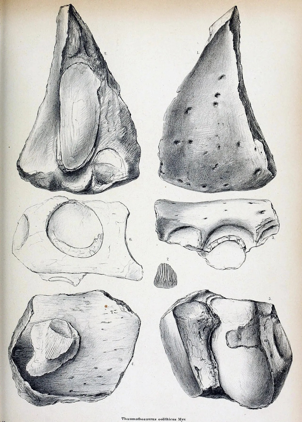 ทอมาโทซอรัส (Thaumatosaurus)