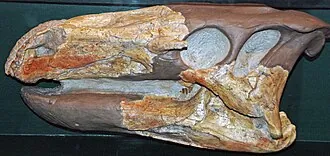 ธีโอไฟทาเลีย (Theiophytalia)