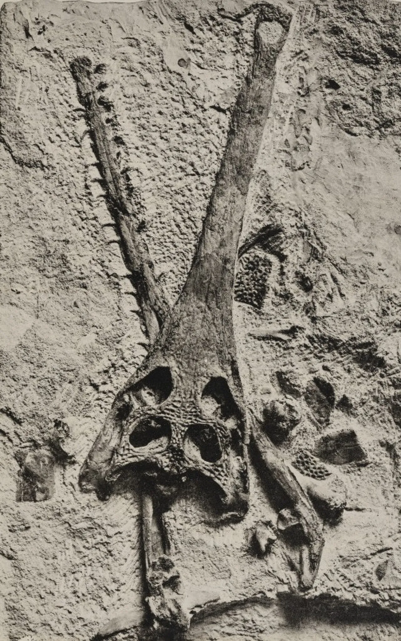 ทอราโคซอรัส (Thoracosaurus)