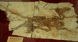 เทียนหยูแรปเตอร์ (Tianyuraptor)