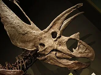 ไททันโนเซอราทอปส์ (Titanoceratops)