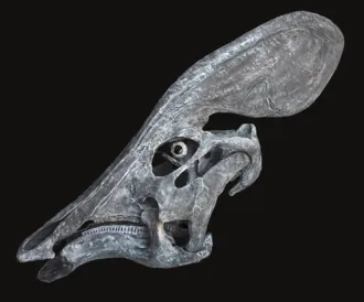 ทลาโทโลฟัส (Tlatolophus)