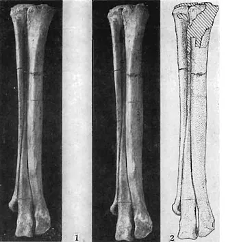 โทคิซอรัส (Tochisaurus)