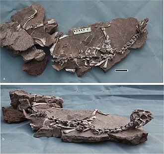 ทงเทียนหลง (Tongtianlong)