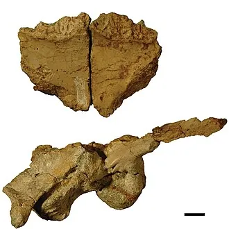 ทรานซิลวาโนซอรัส (Transylvanosaurus)