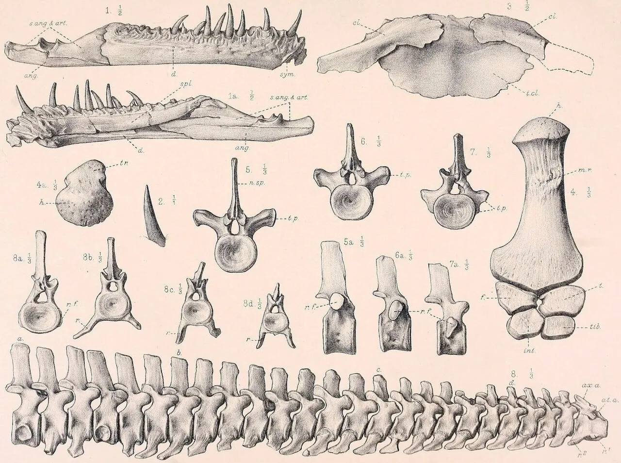 ทริคลีดัส (Tricleidus)