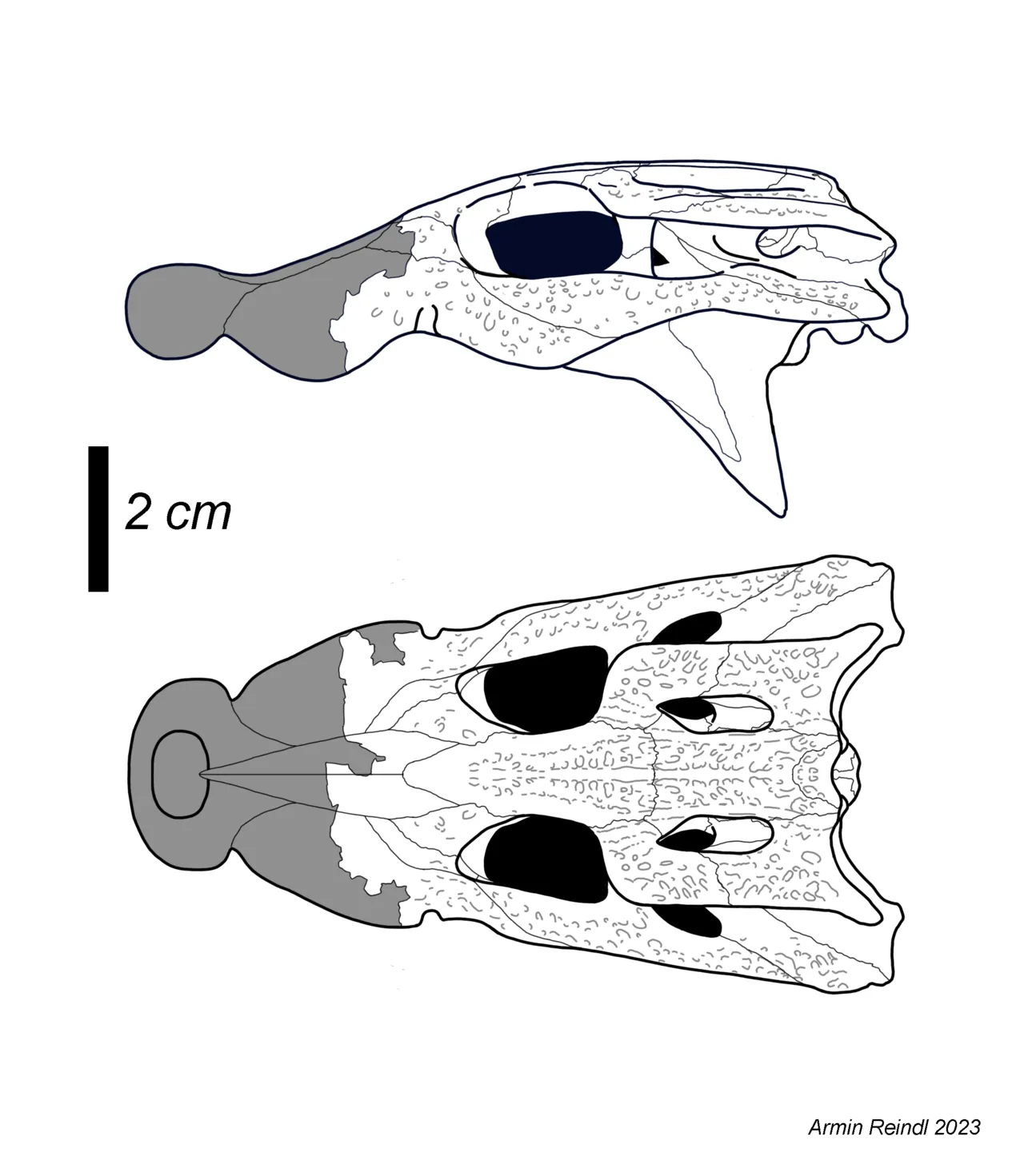 ไตรโลโฟซูคัส (Trilophosuchus)