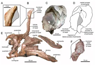 ซินเทาเซารัส (Tsintaosaurus)