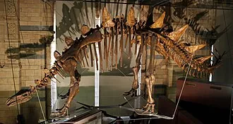 เตาเจียงโกซอรัส (Tuojiangosaurus)