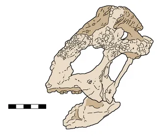 ไทโลเซฟาลี (Tylocephale)