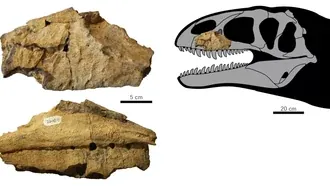 อูลุกเบกซอรัส (Ulughbegsaurus)