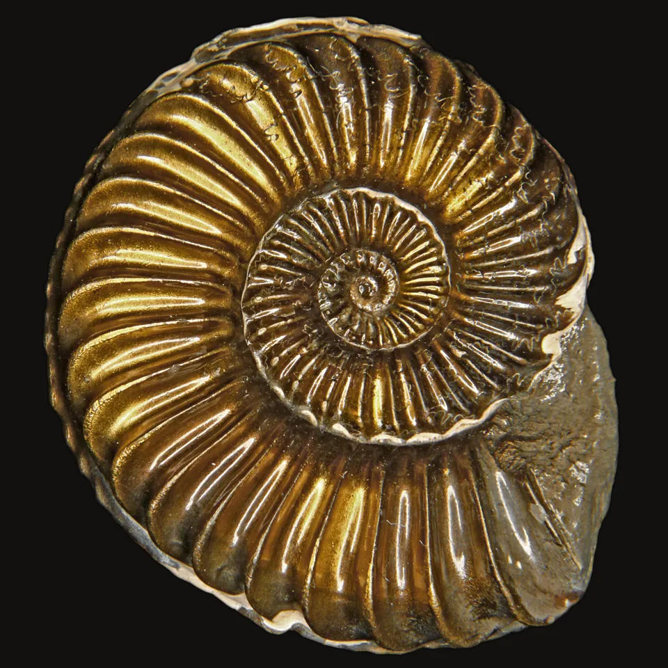 ยูโรนอตีส (Uronautes)