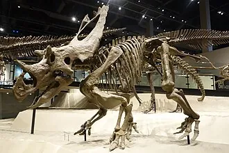 ยูทาเซอราทอปส์ (Utahceratops)