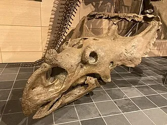 วากาเซราทอปส์ (Vagaceratops)
