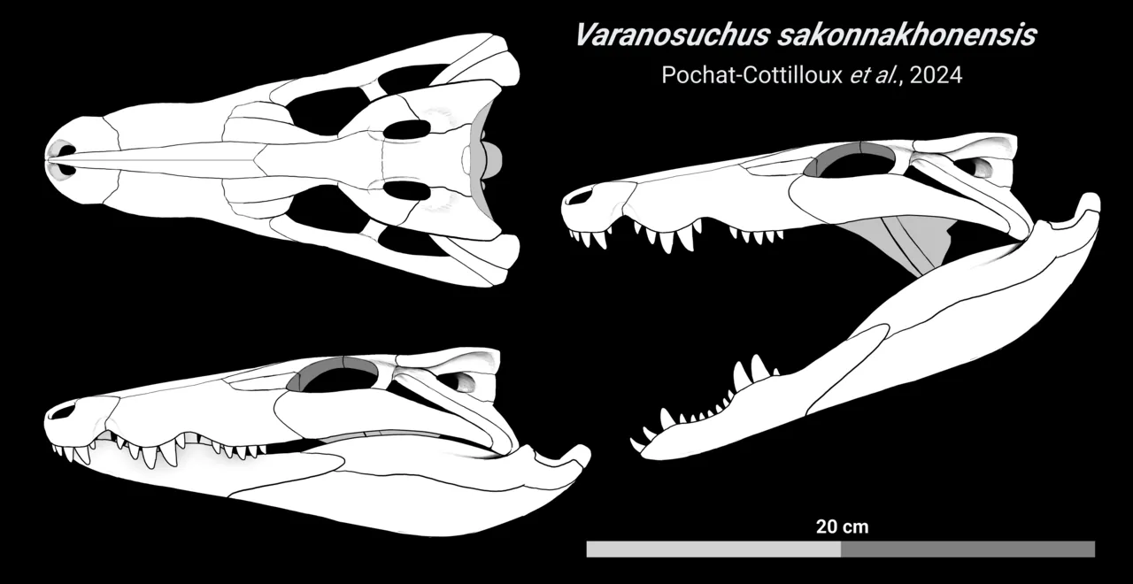 วาราโนซูคัส (Varanosuchus)