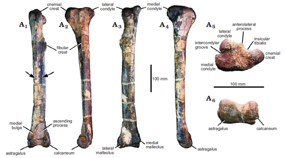 วายุแรปเตอร์ (Vayuraptor)
