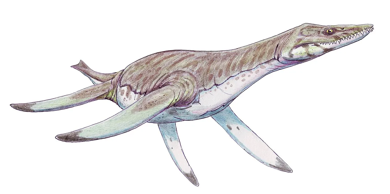 เวกโทคลีดัส (Vectocleidus)