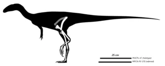 เวโลซิซอรัส (Velocisaurus)