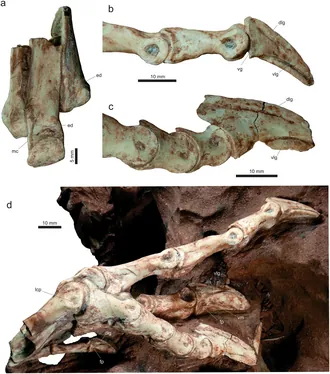เวสเปอร์ซอรัส (Vespersaurus)