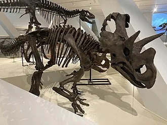 เวนดิเซอราทอปส์ (Wendiceratops)