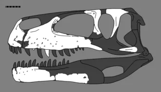 วีเฮนเวเนเตอร์ (Wiehenvenator)