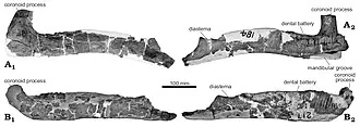 วูลากาซอรัส (Wulagasaurus)