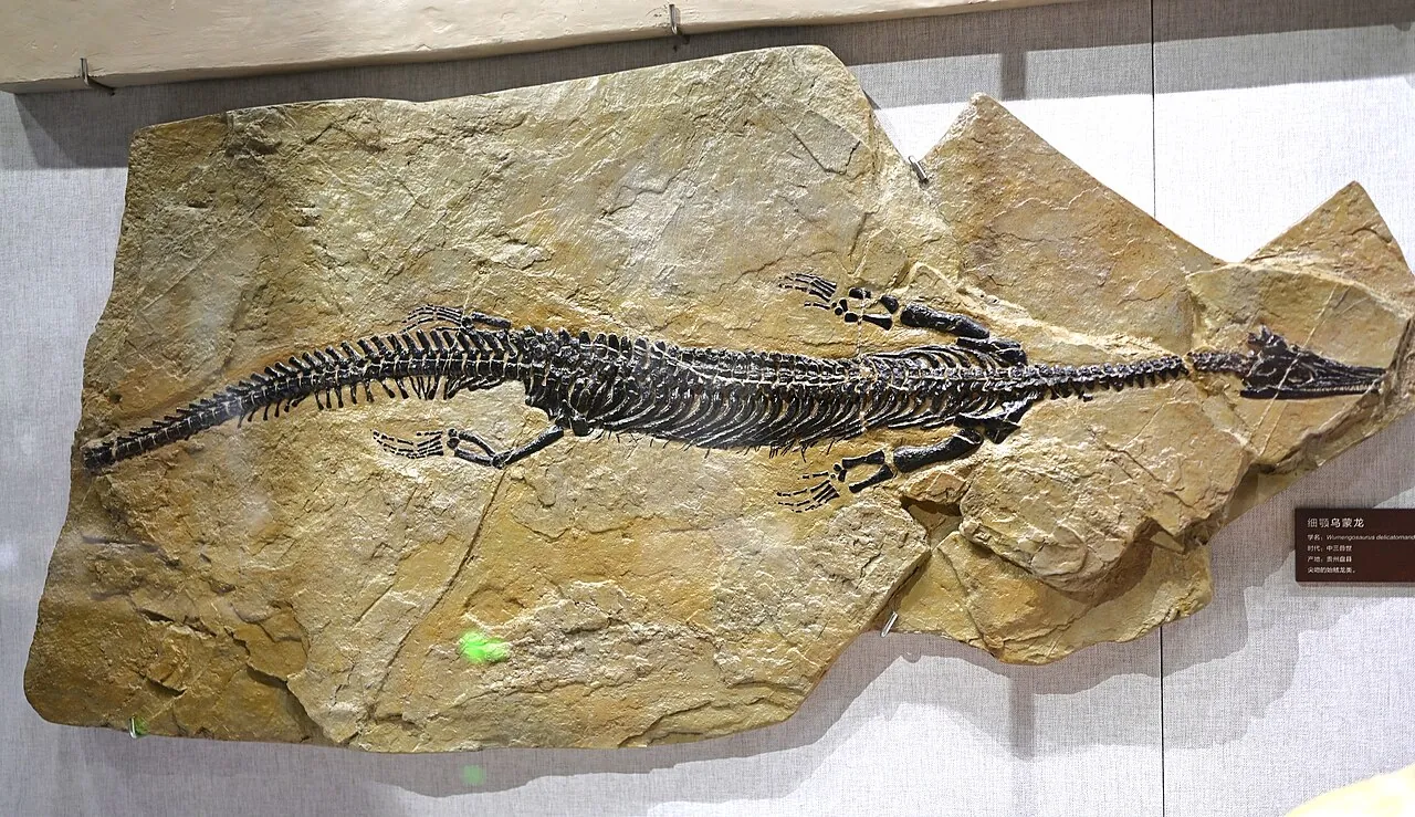 อู่เหมิงโอซอรัส (Wumengosaurus)