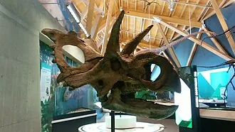 เซโนเซอราทอปส์ (Xenoceratops)
