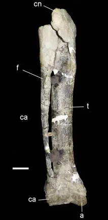 ซีโนทาร์โซซอรัส (Xenotarsosaurus)
